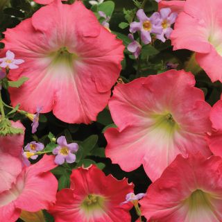 Easy Wave Rosy Dawn Petunia Thumbnail